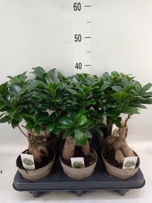 <h4>Ficus microcarpa 'Ginseng'</h4>