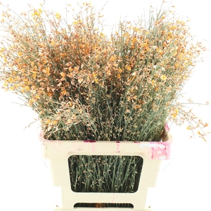 Ginster Orange P Bunch 200gram