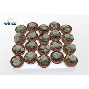 Lophophora Williamsii (old Plants)