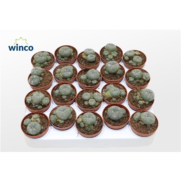 <h4>Lophophora Williamsii (old Plants)</h4>