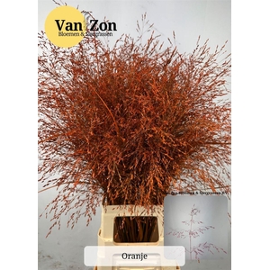 Siergras Panicum Kbh Orange