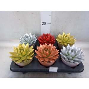 Echeveria  'Miranda'