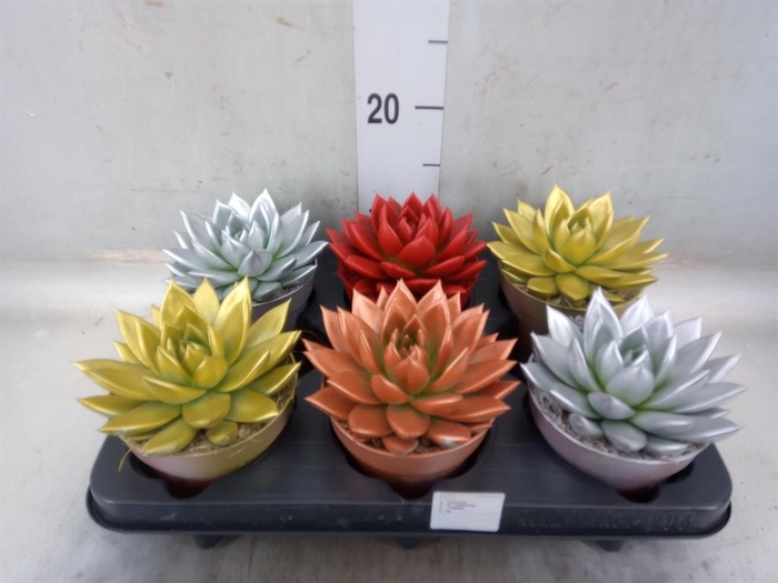 <h4>Echeveria 'Miranda'</h4>