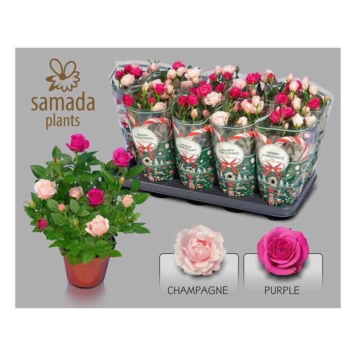 <h4>RO CLASSIC STAR</h4>