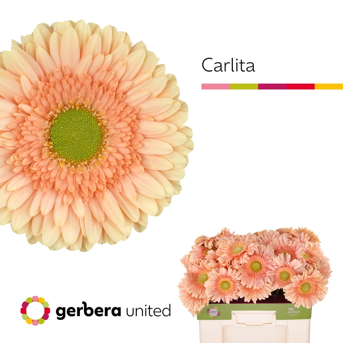 <h4>Gerbera Carlita Water</h4>