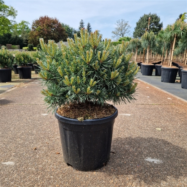 <h4>Pinus sylvestris 'Martham'</h4>