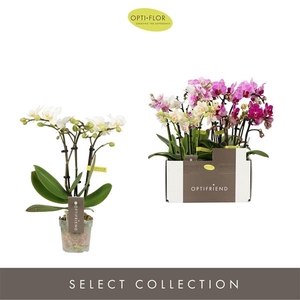 Phalaenopsis Multifloratypes gemengd 5 kleuren