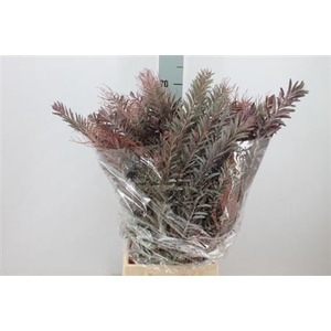Acacia Mimosa Luna Klb Rood