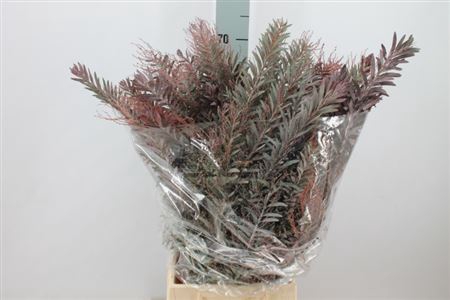 Acacia Mimosa Klb Luna Rood