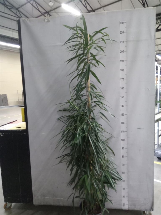 <h4>Ficus binn. 'Alii'</h4>