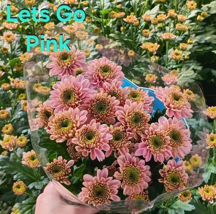 <h4>Chr Let's Go Pink</h4>