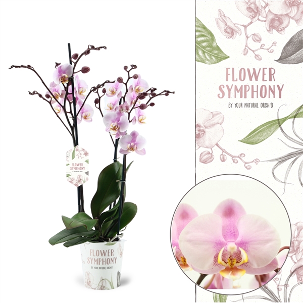 <h4>Flower Symphony | Roskilde | Phalaenopsis 3 spike</h4>