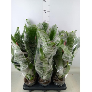 Aechmea fasciata 'Primera'