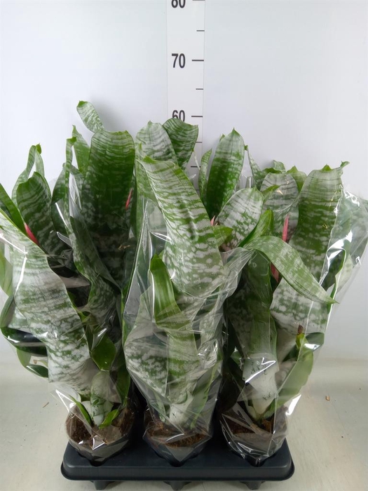 <h4>Aechmea fasciata 'Primera'</h4>