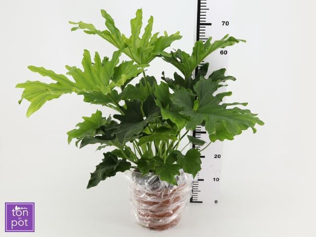 <h4>PHIL OVERIG</h4>