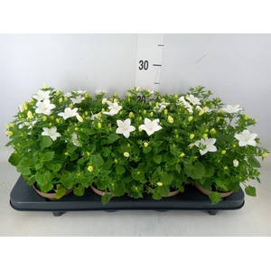 Campanula isoph. 'Atlanta White'
