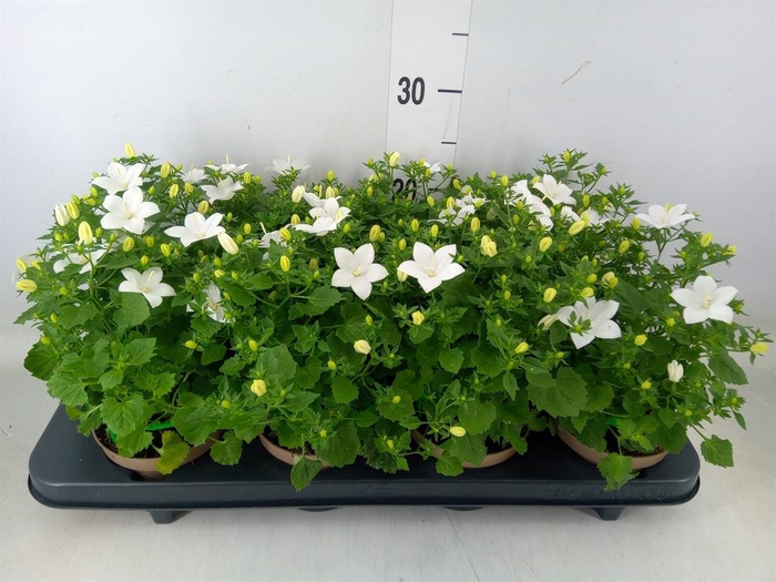 <h4>Campanula isoph. 'Atlanta White'</h4>