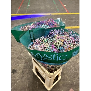 Gyps ec paint xlence rainbow mix 1000g