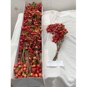 MALUS RED SENTINEL