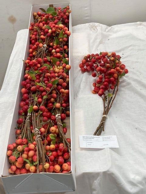 <h4>MALUS RED SENTINEL</h4>