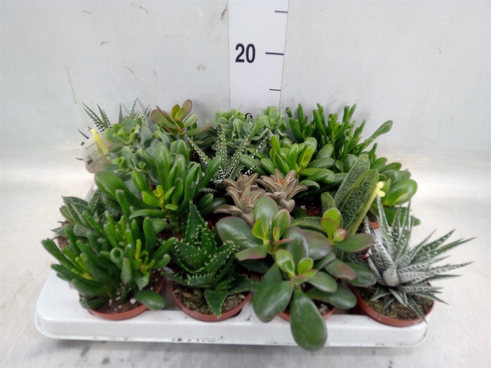 <h4>Crassula   ...mix</h4>