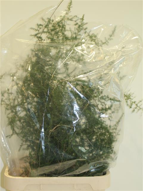 ASPARAGUS SE