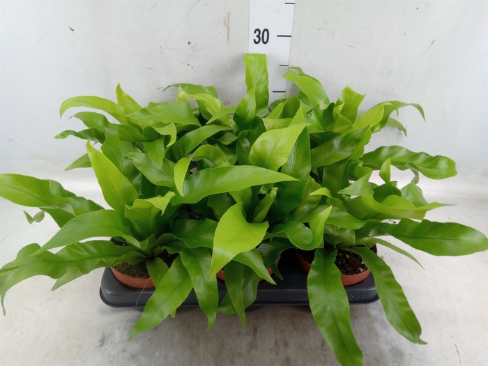<h4>Asplenium antiquum</h4>