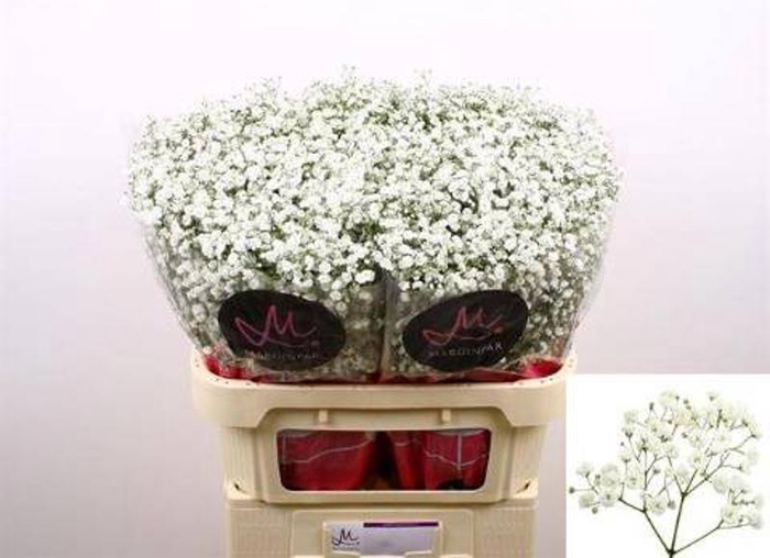 <h4>Gyps Polar Bear Marginpar</h4>