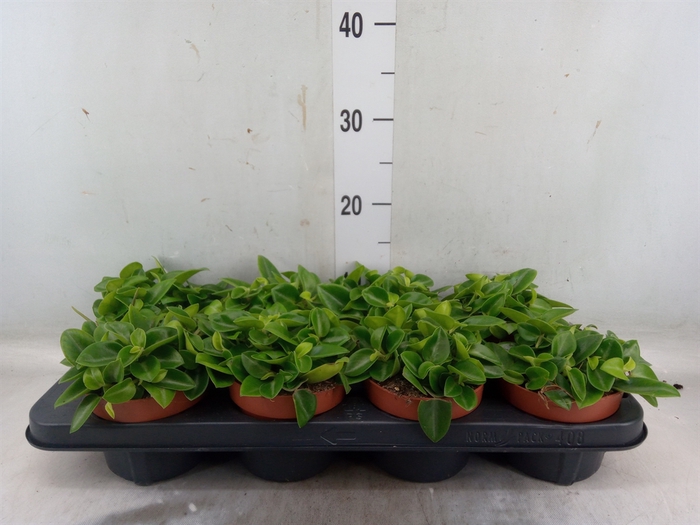 <h4>Peperomia pros. 'Pixie'</h4>