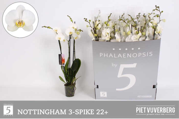 <h4>Phal An Nottingham</h4>