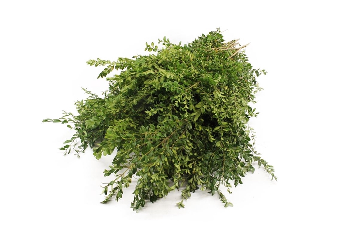 <h4>Buxus Pak 3 Kg</h4>