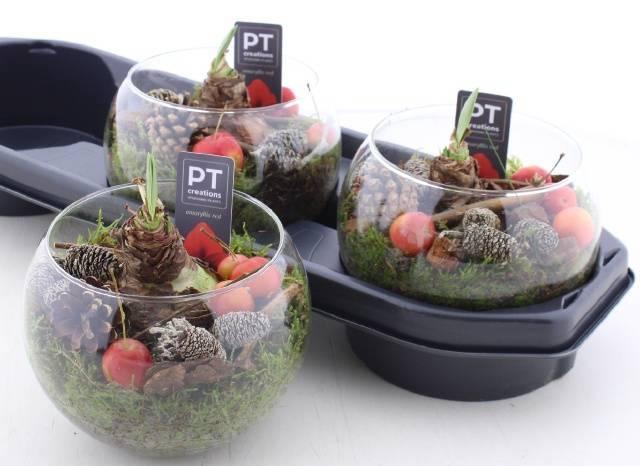 <h4>ARR BOL KNOLGEWAS</h4>