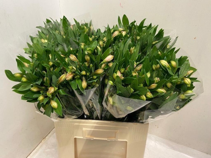 <h4>ALSTR PINK FLOYD</h4>