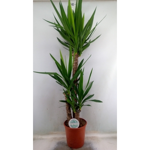 Yucca