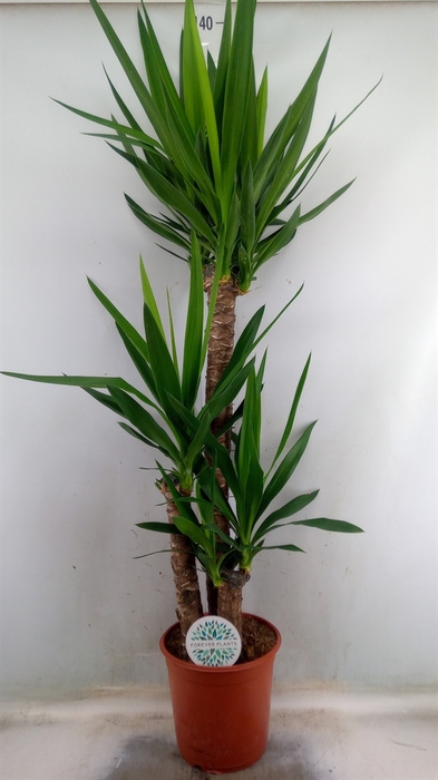 <h4>Yucca</h4>