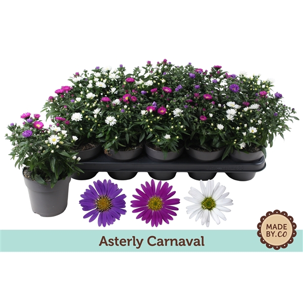 <h4>Asterly Carnaval 12cm - zonder hoes</h4>