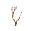 Syringa Branch Super Kubizek