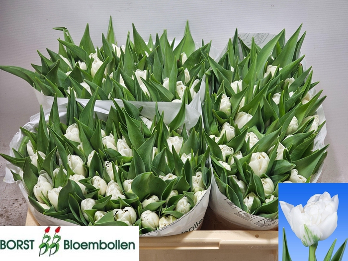 <h4>TU DU GALILEO</h4>