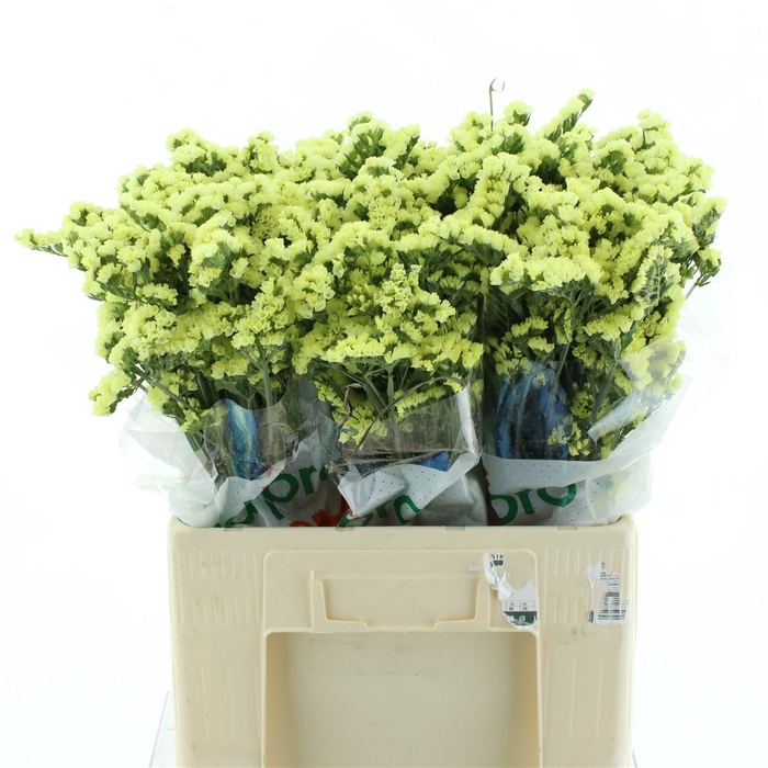 <h4>Limonium St Yellow Birds X50</h4>