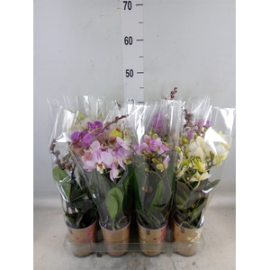 Phalaenopsis multi.   ...