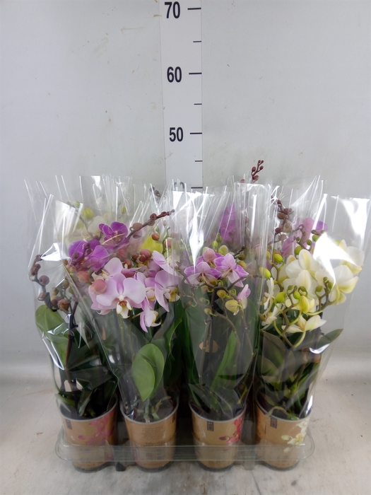 <h4>Phalaenopsis multi.   ...</h4>