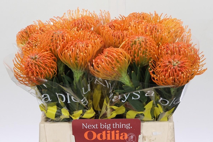 <h4>Nutans Ayoba Peach</h4>