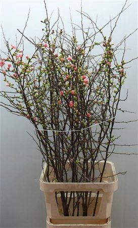 <h4>Chaenomeles Japonica Rose/zalm</h4>