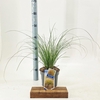 Carex testacea Prairie Fire Color G