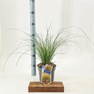 Carex testacea Prairie Fire Color G