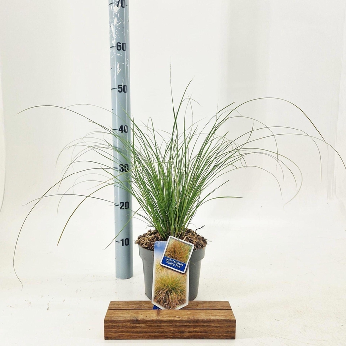 <h4>Carex testacea Prairie Fire Color G</h4>