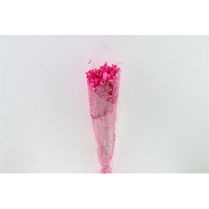 Dried Briza Maxima Fuchsia Bunch