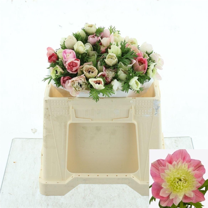 <h4>ANEM CO LEVAN ROSA</h4>