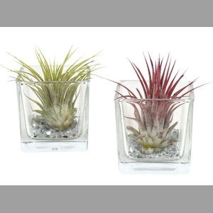 ARR TILLANDSIA