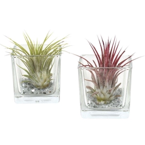 Tillandsia vierkant small